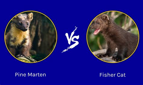 FISHER.