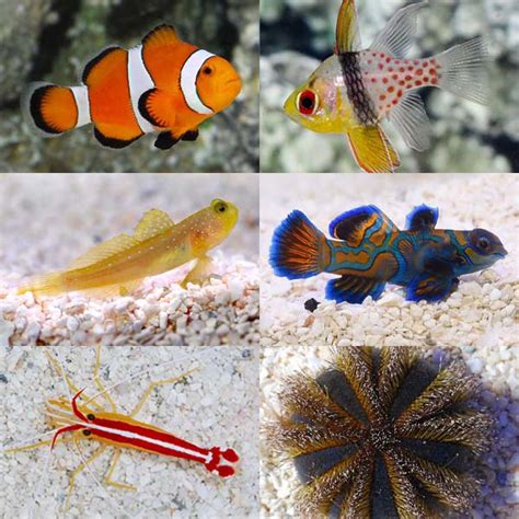 liveaquaria