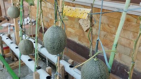melonzube